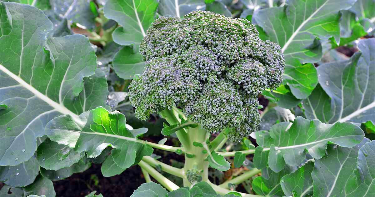 Broccoli Cultivation – Growing Broccoli In Your Garden
