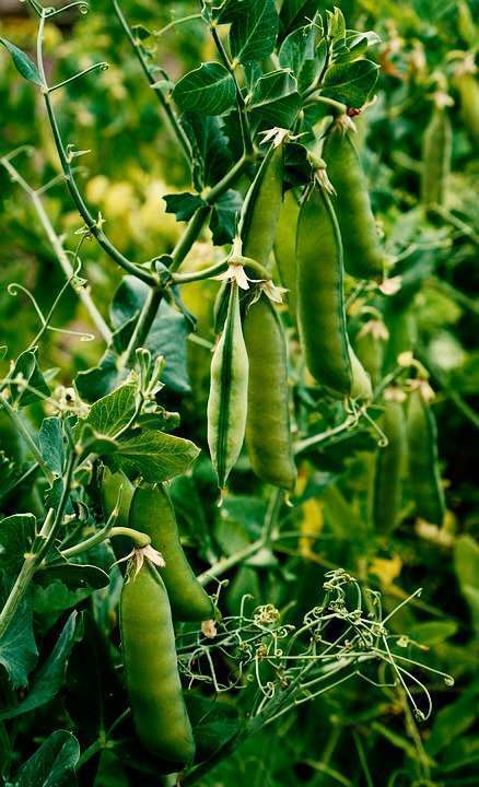 Pea Cultivation : How to grow peas