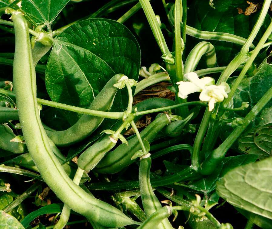 How To Grow Beans : Bean Cultivation