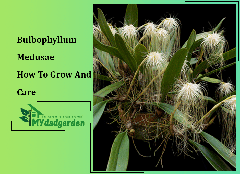 Bulbophyllum Medusae – How To Grow And Care