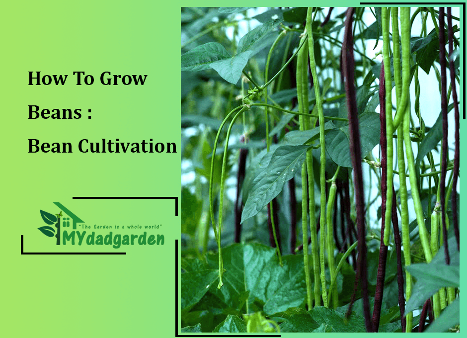 How To Grow Beans : Bean Cultivation