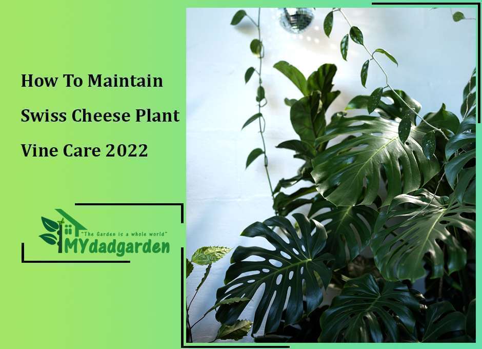 How To Maintain Swiss Cheese Plant Vine Care 2022