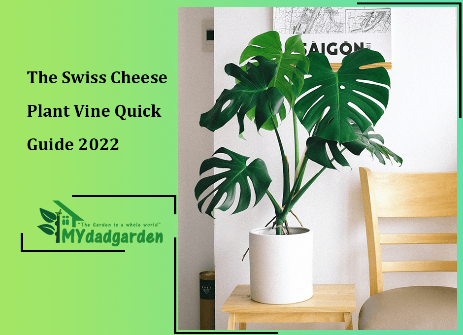 The Swiss Cheese Plant Vine Quick Guide 2022