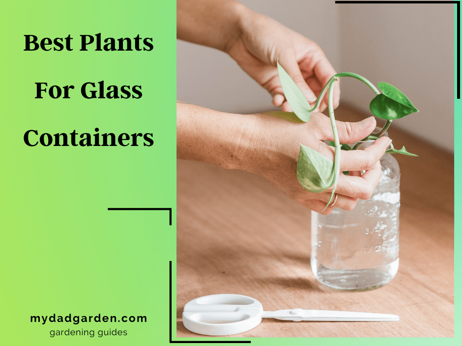 Best Plants That Look Amazing In Glass Containers