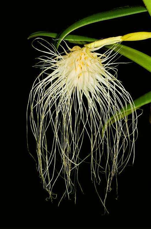Bulbophyllum Medusae