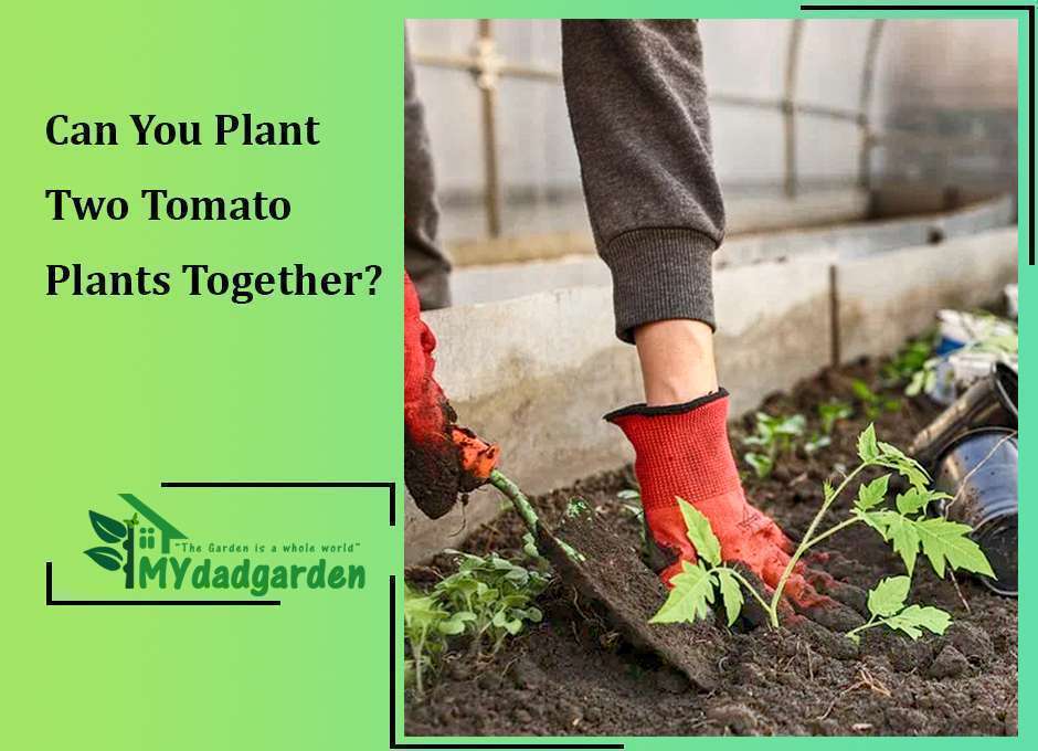 Can You Plant Two Tomato Plants Together?