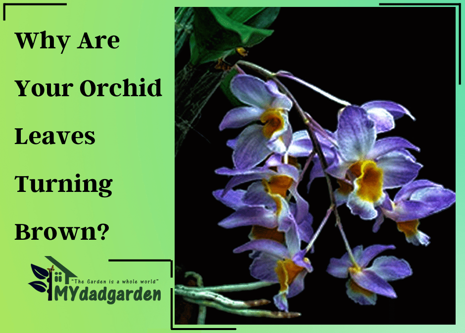 Why Are Your Orchid Leaves Turning Brown?     What To Do About It?