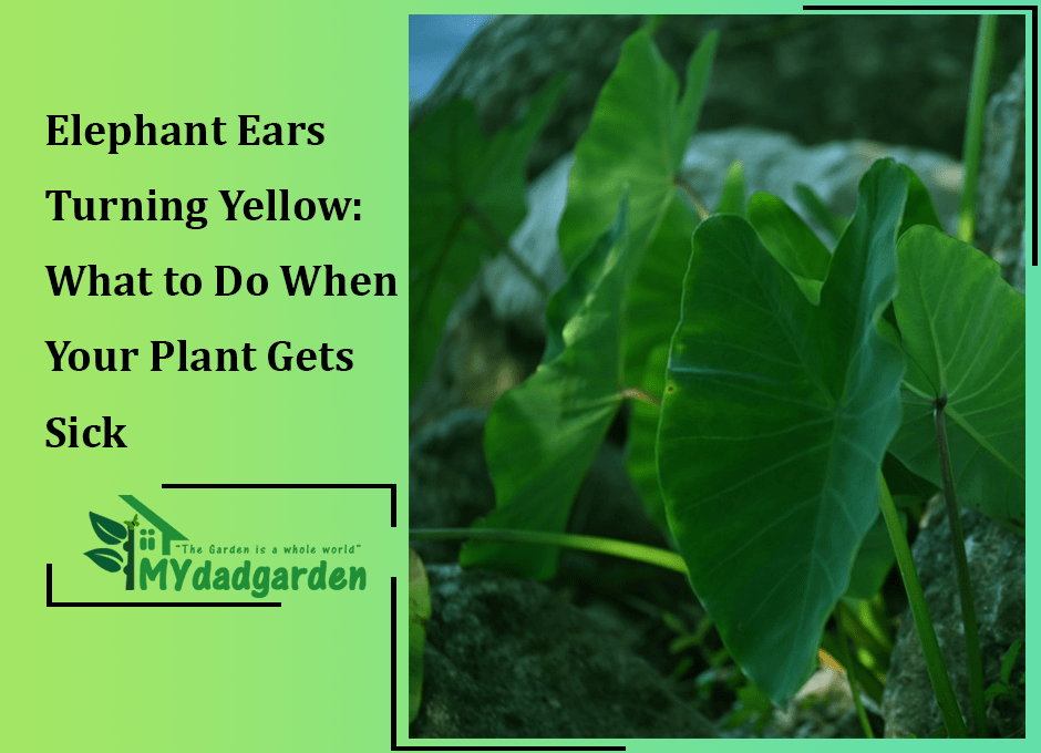 Elephant Ears Turning Yellow: What to Do When Your Plant Gets Sick