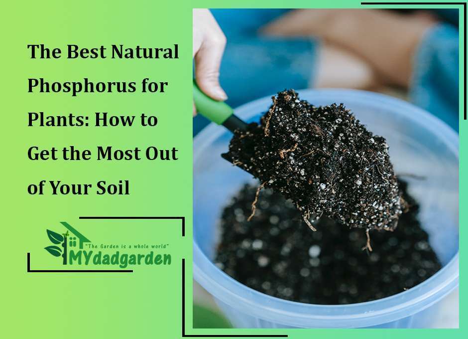 The Best Natural Phosphorus for Plants: How to Get the Most Out of Your Soil