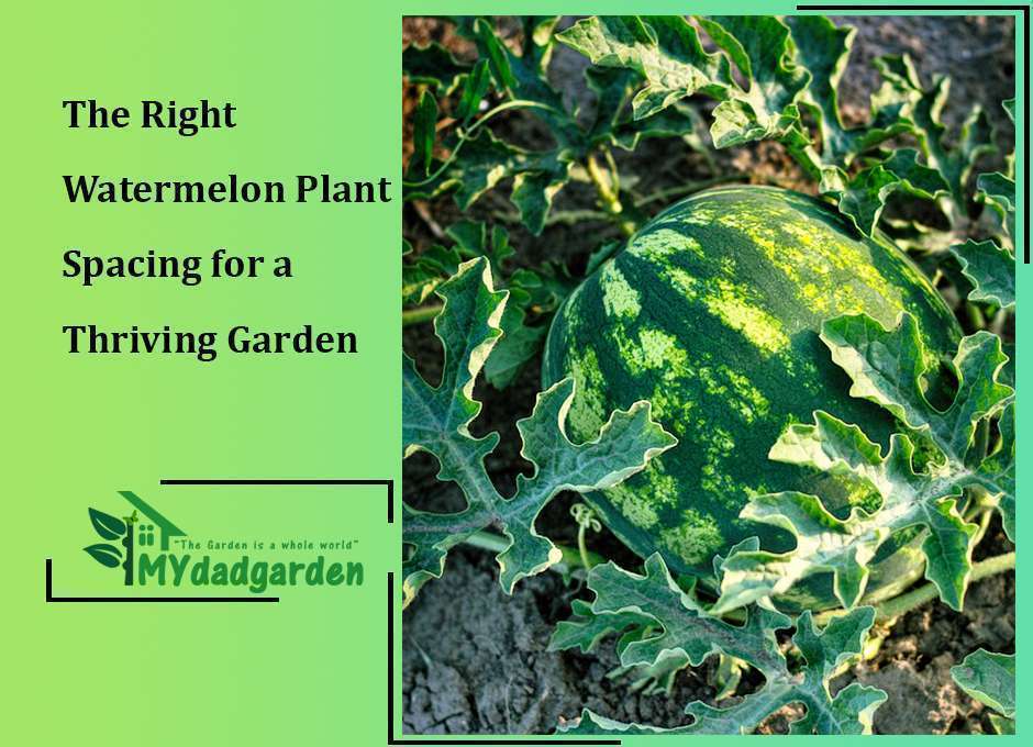 The Right Watermelon Plant Spacing for a Thriving Garden