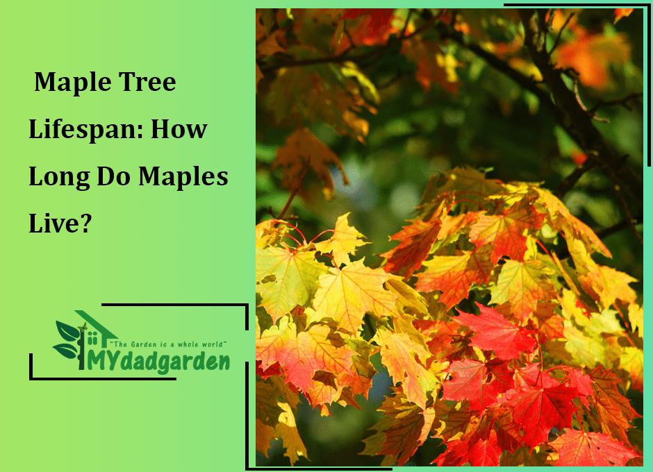 Maple Tree Lifespan: How Long Do Maples Live?