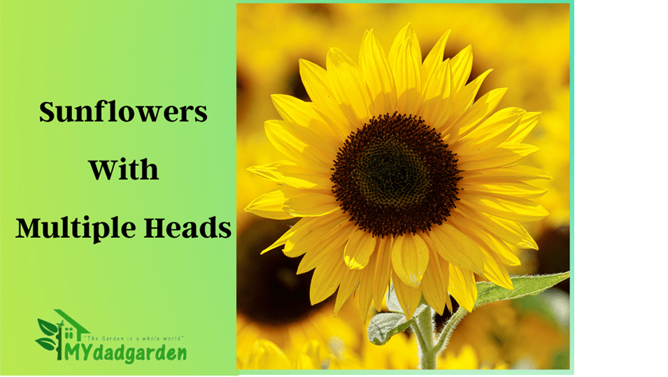 Sunflower with Multiple Heads: What To Do