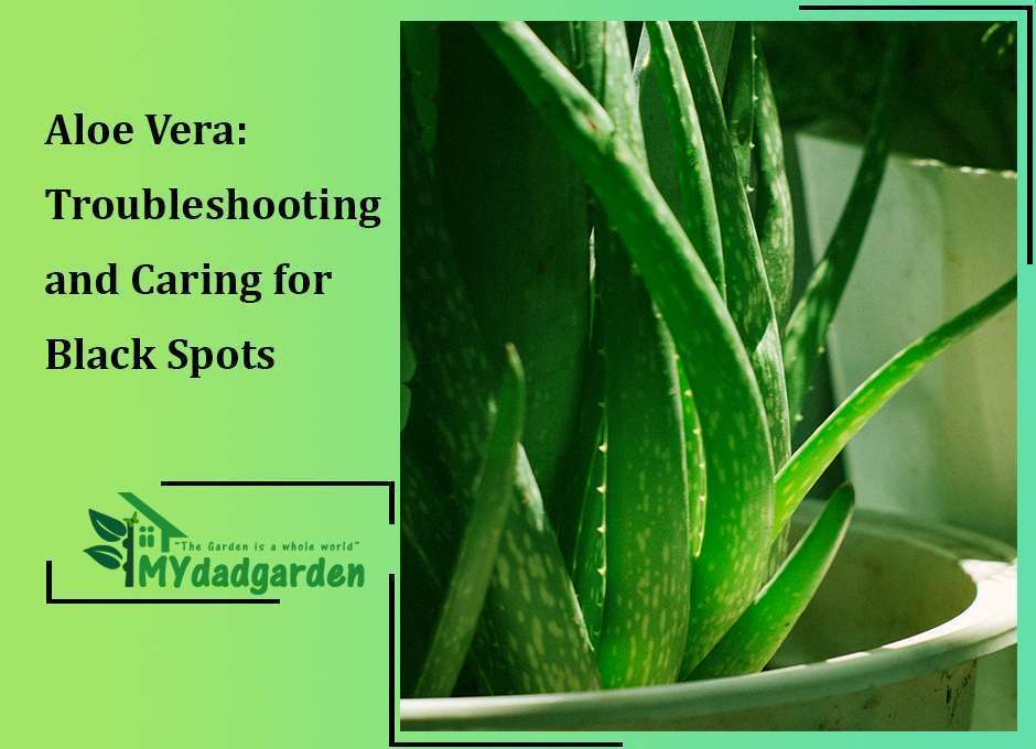 Black Spots on Aloe Plant :  troubleshooting and Caring
