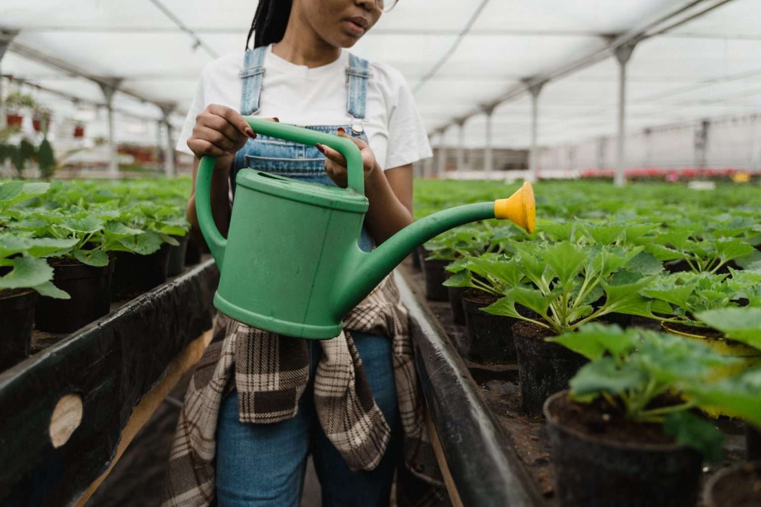 Should You Water Plants After Repotting? My Dad Garden