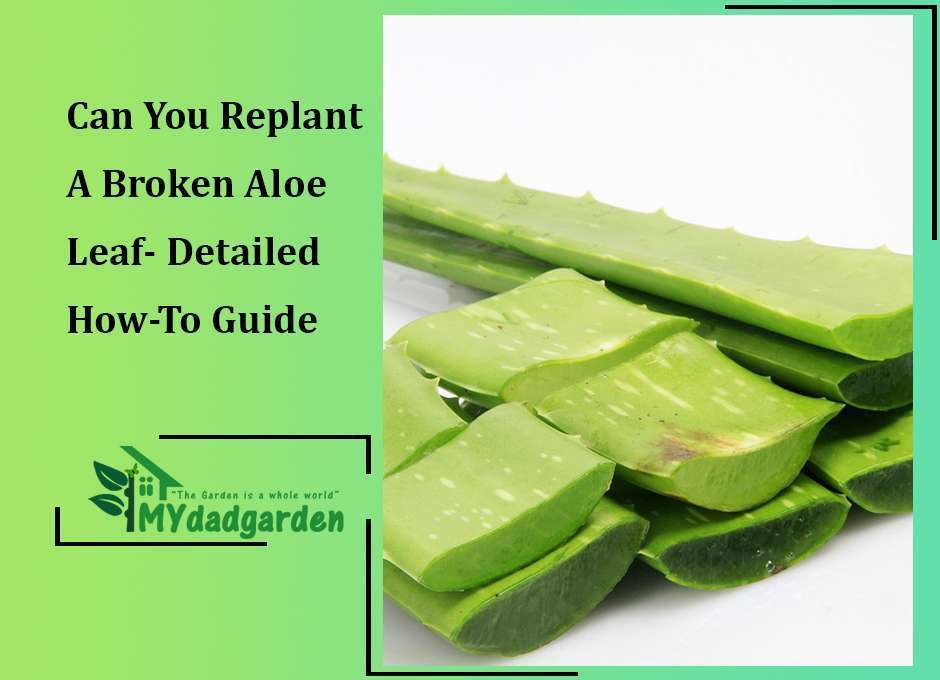 Can You Replant A Broken Aloe Leaf- Detailed How-To Guide