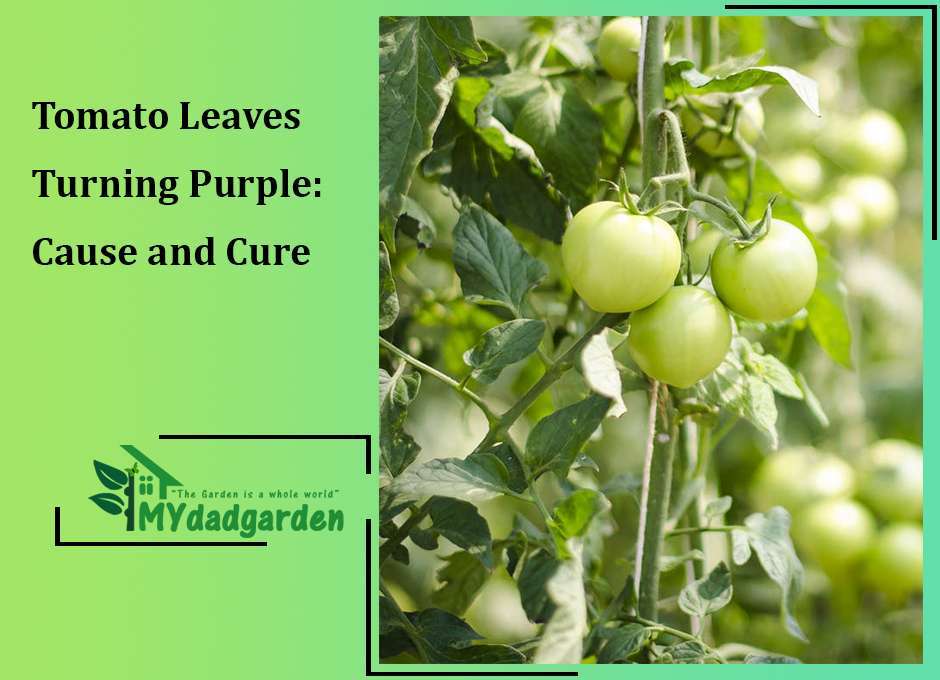 Tomato Leaves Turning Purple: Cause and Cure