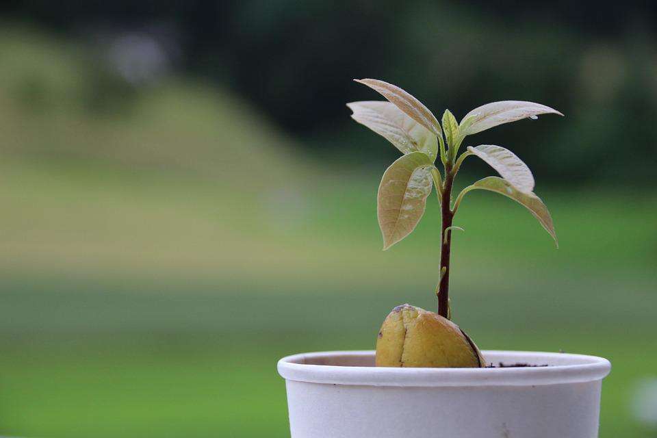 What to Do If Your Avocado Leaves Are Drooping?