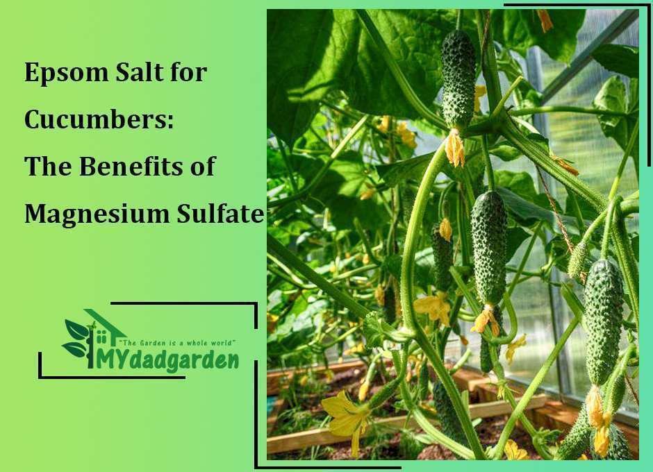 Epsom Salt for Cucumbers: The Benefits of Magnesium Sulfate