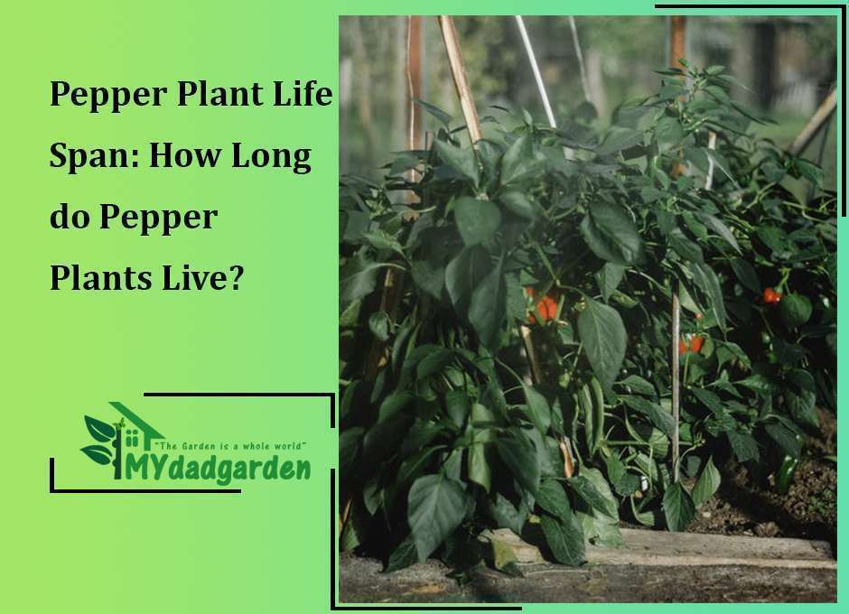 Pepper Plant Life Span: How Long do Pepper Plants Live?