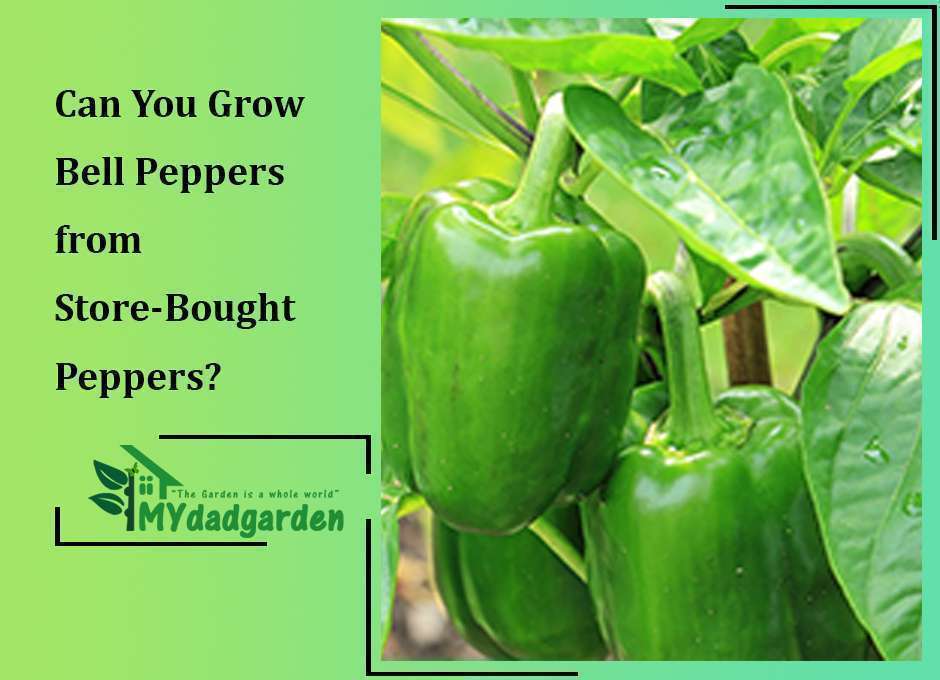 Can You Grow Bell Peppers from Store-Bought Peppers?