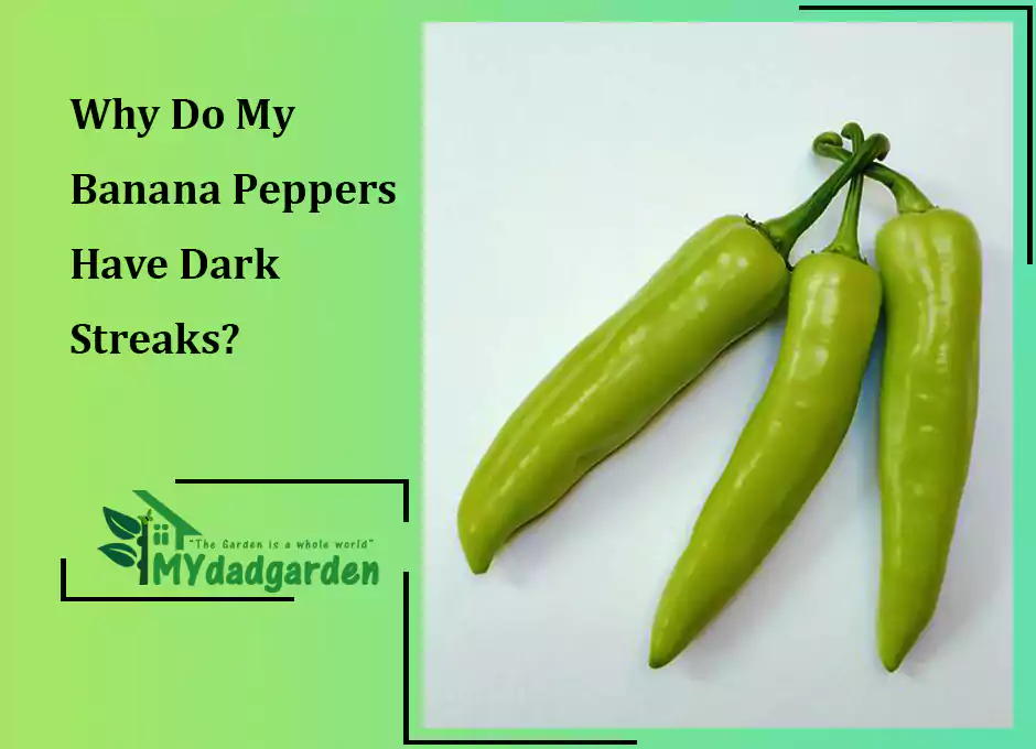 Why Do My Banana Peppers Have Dark Streaks?