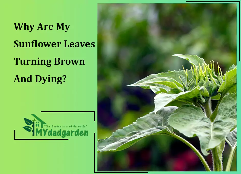 Why Are My Sunflower Leaves Turning Brown And Dying?