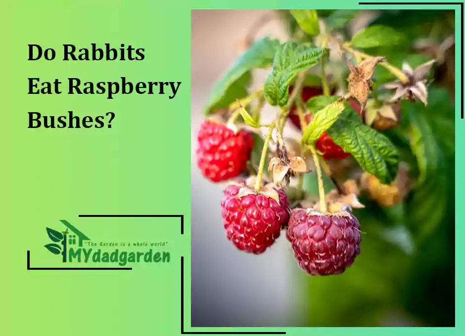 Do Rabbits Eat Raspberry Bushes?