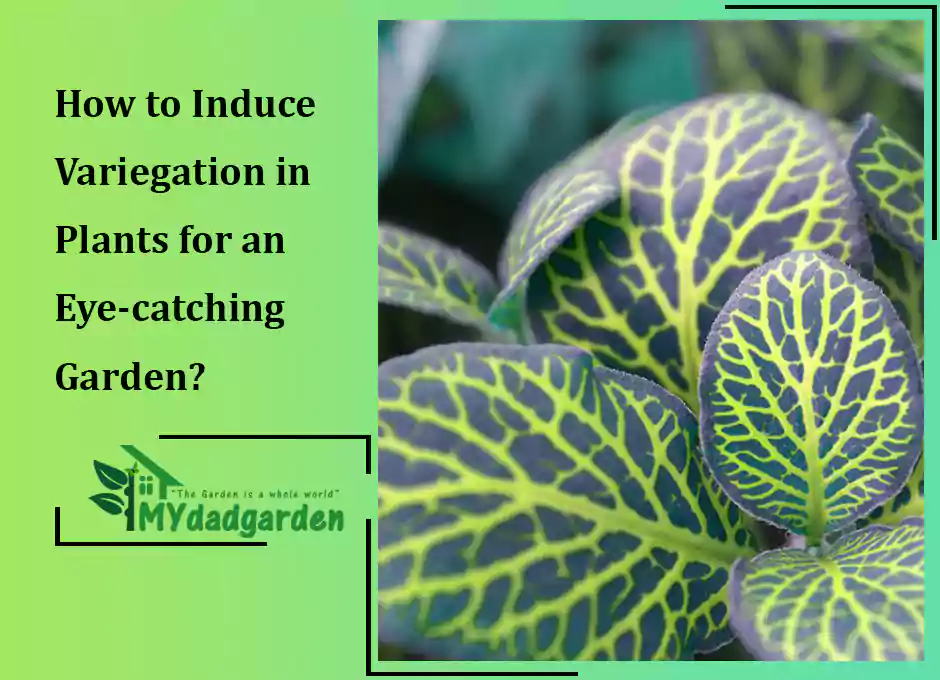 How to Induce Variegation in Plants for an Eye-catching Garden?
