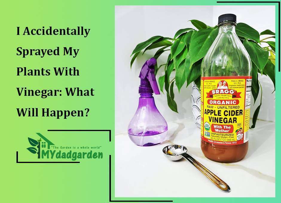I Accidentally Sprayed My Plants With Vinegar: What Will Happen?