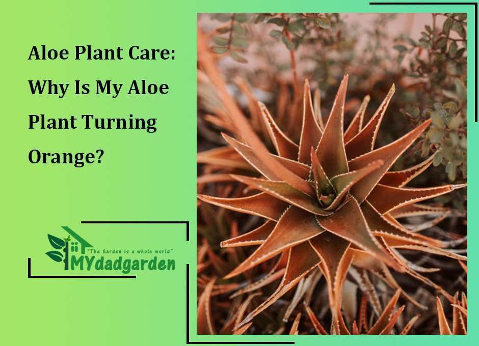 Aloe Plant Care: Why Is My Aloe Plant Turning Orange?