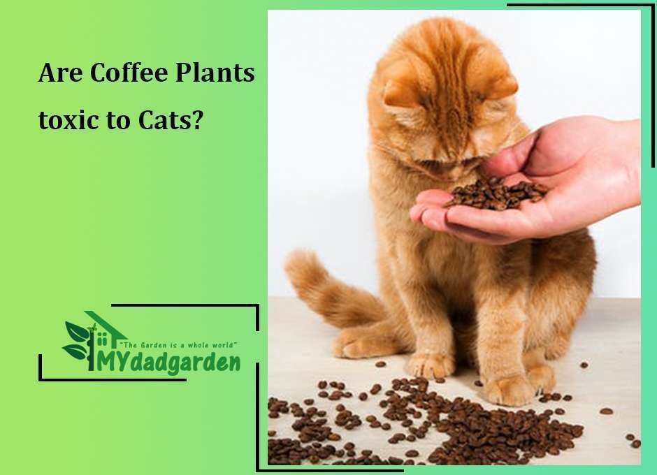 Are Coffee Plants toxic to Cats?