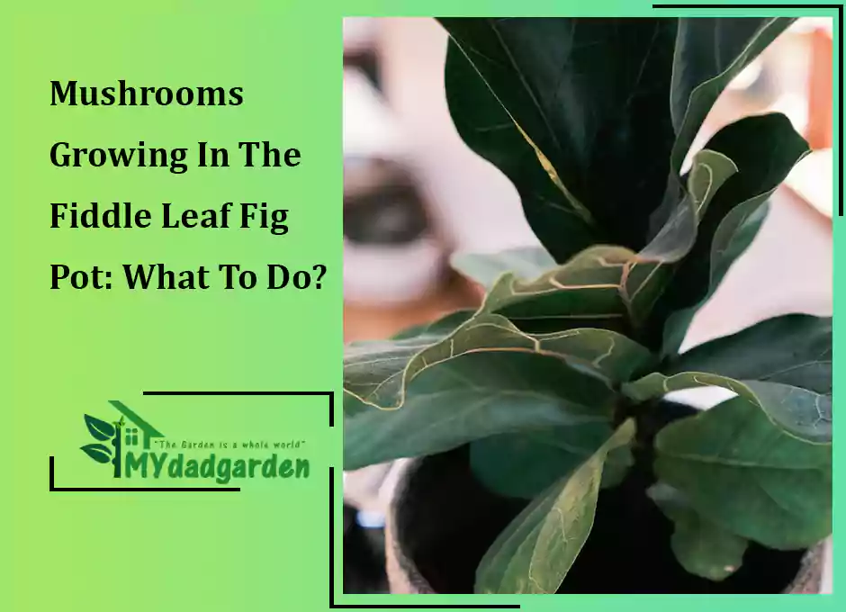 Mushrooms Growing In The Fiddle Leaf Fig Pot: What To Do?