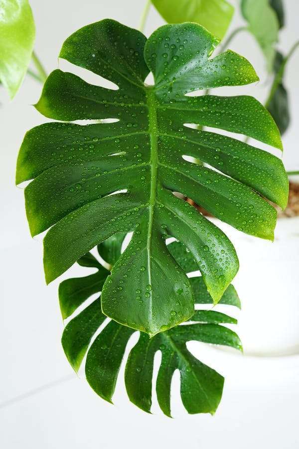 How Long Monstera Can Live In Water?
