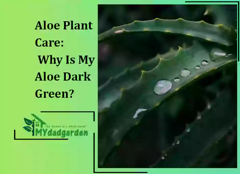 Aloe Plant Care: Why Is My Aloe Dark Green?