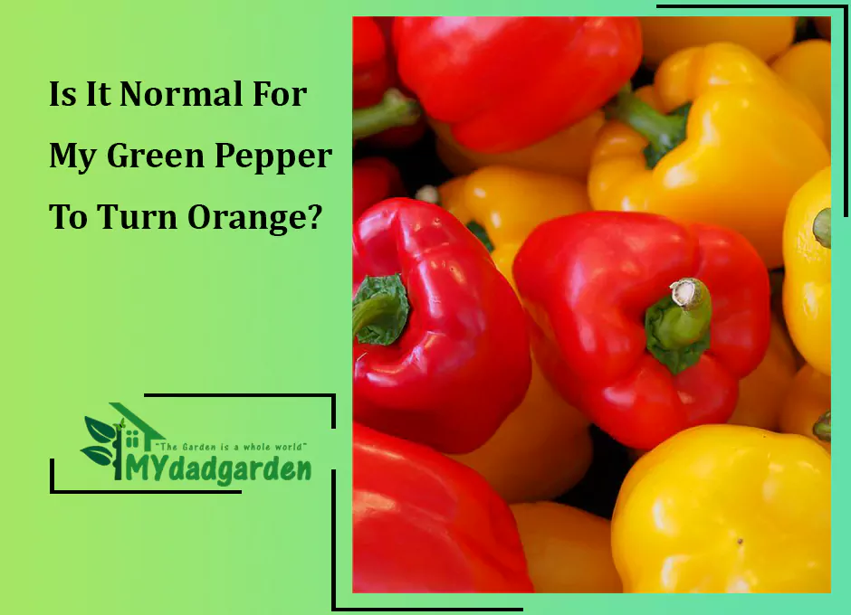 Is It Normal For My Green Pepper To Turn Orange