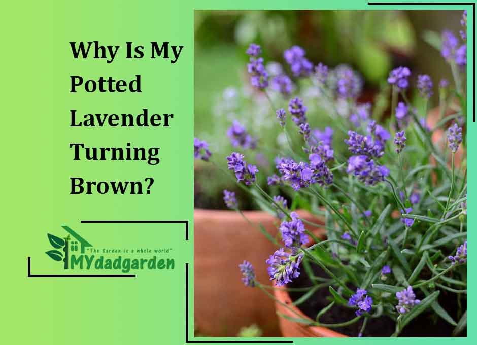 Why Is My Potted Lavender Turning Brown?
