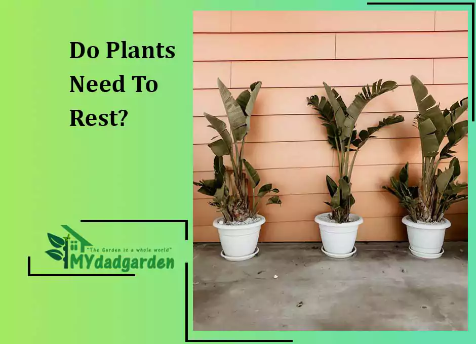 Do Plants Need To Rest?