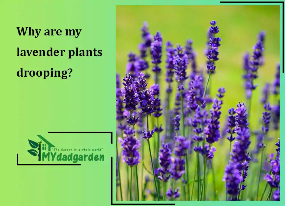 Why are my lavender plants drooping?