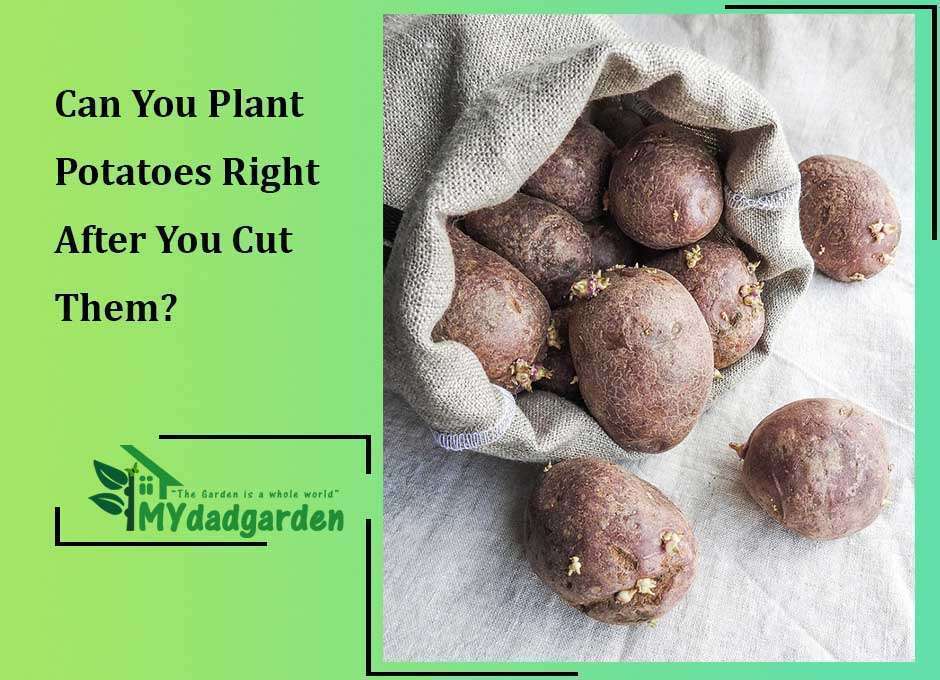 Can You Plant Potatoes Right After You Cut Them?