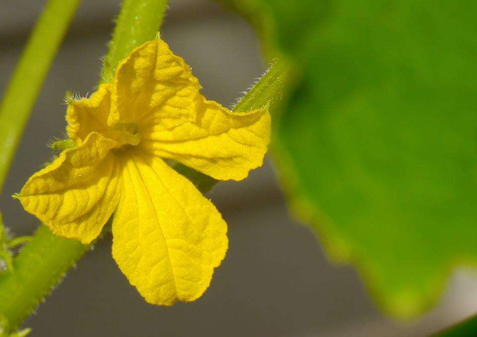 Why does my cucumber plant have only male flowers?