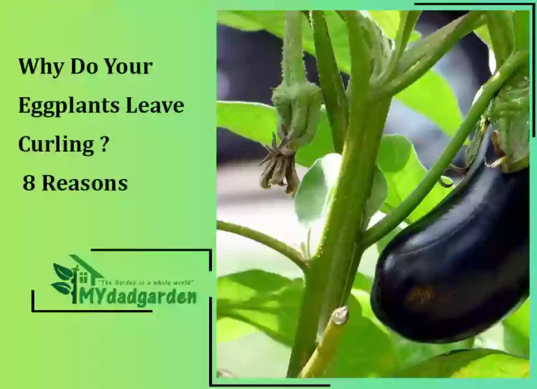 Why Do Your Eggplants Leave Curling ? 8 Reasons