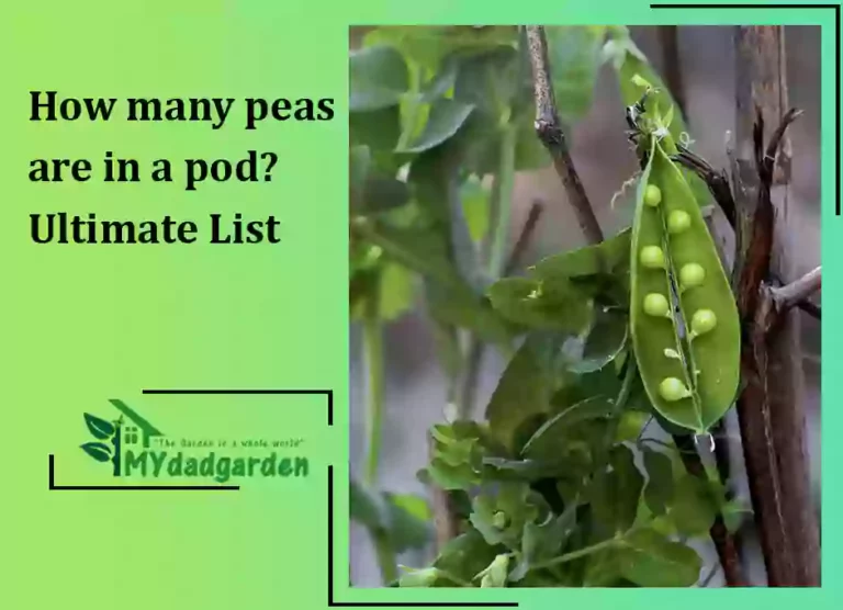 How many peas are in a pod?- Ultimate List