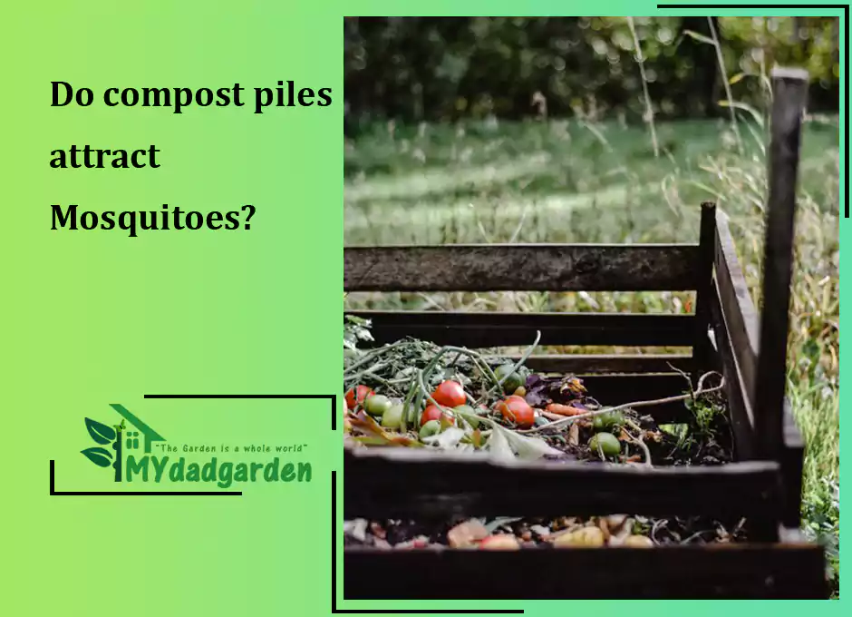 Do compost piles attract Mosquitoes?
