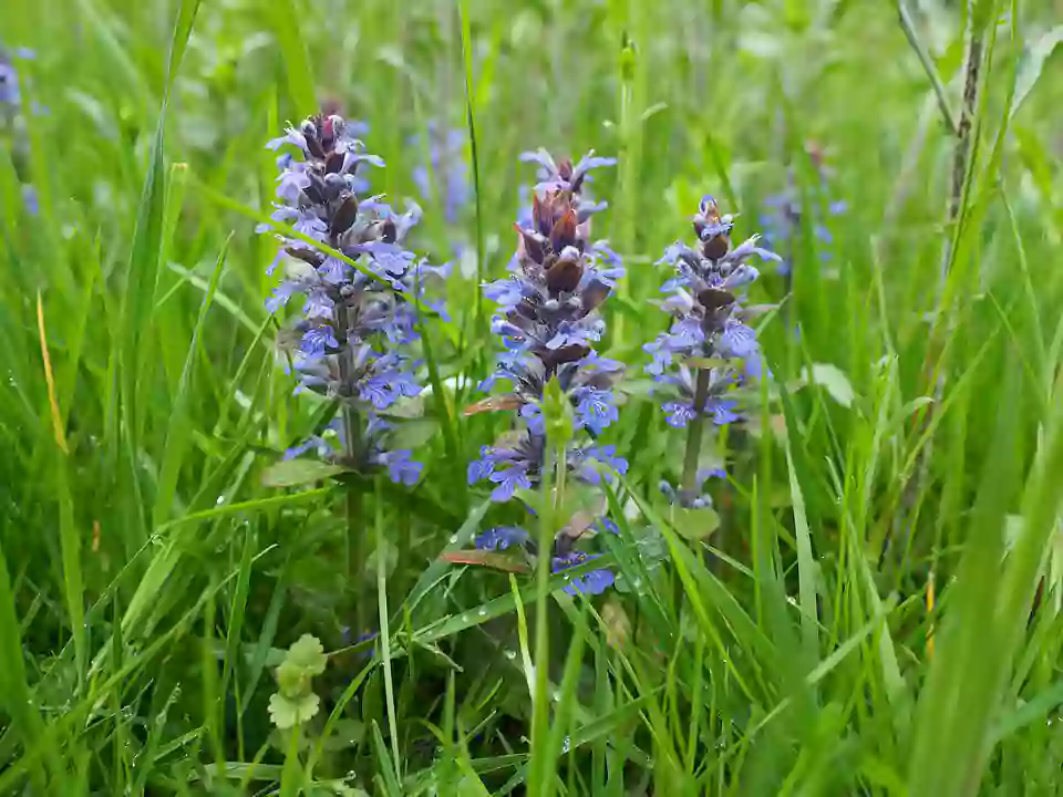 How Fast Does Ajuga Spread?