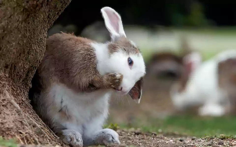 Do Rabbits Eat Raspberry Bushes?