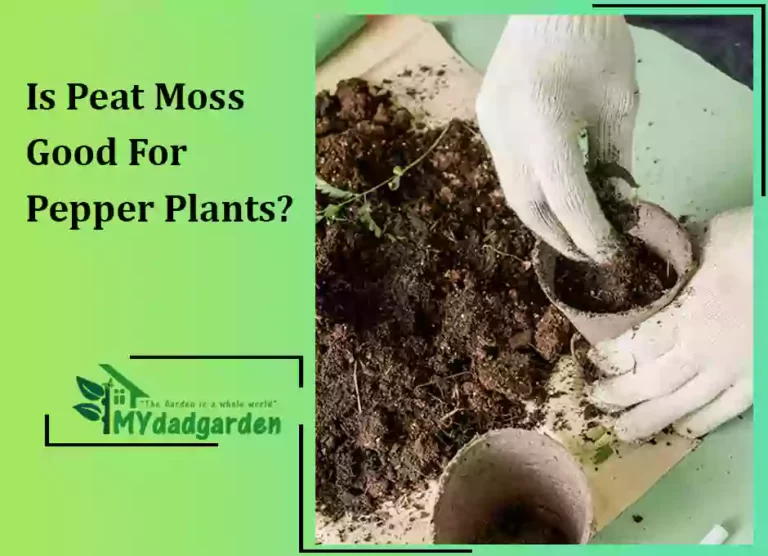 Is Peat Moss Good For Pepper Plants?