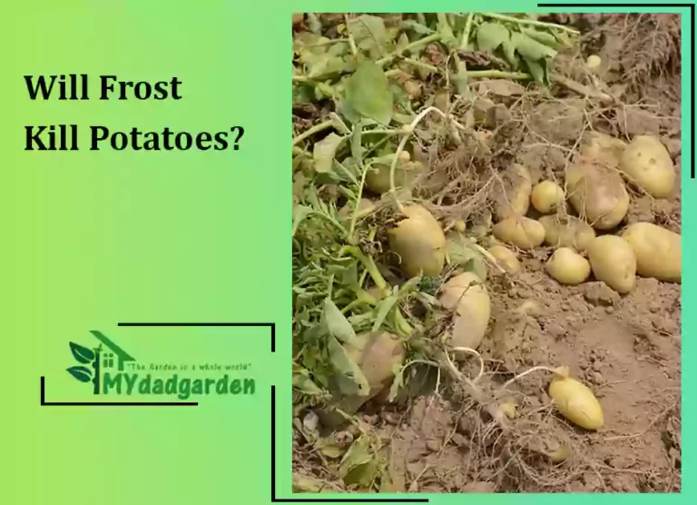Will Frost Kill Potatoes?