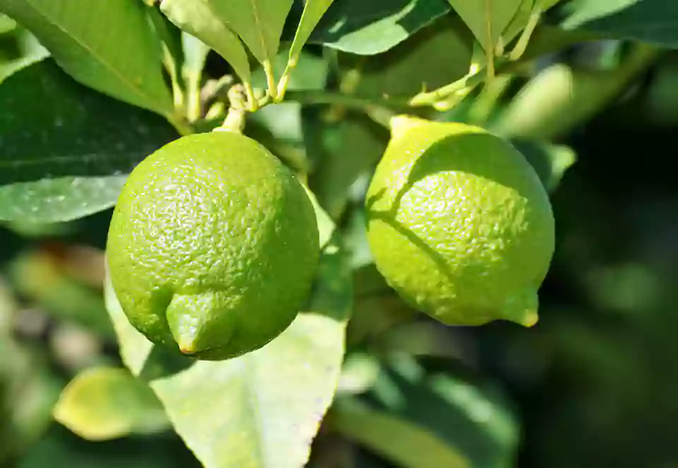 White Spots On Your Lemon Tree? Here's How To Treat It!