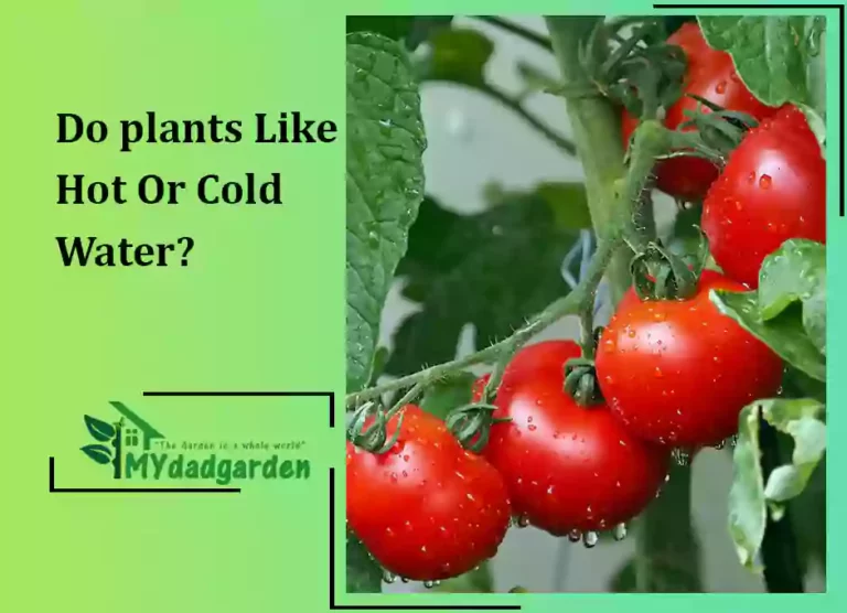 Do plants Like Hot Or Cold Water?