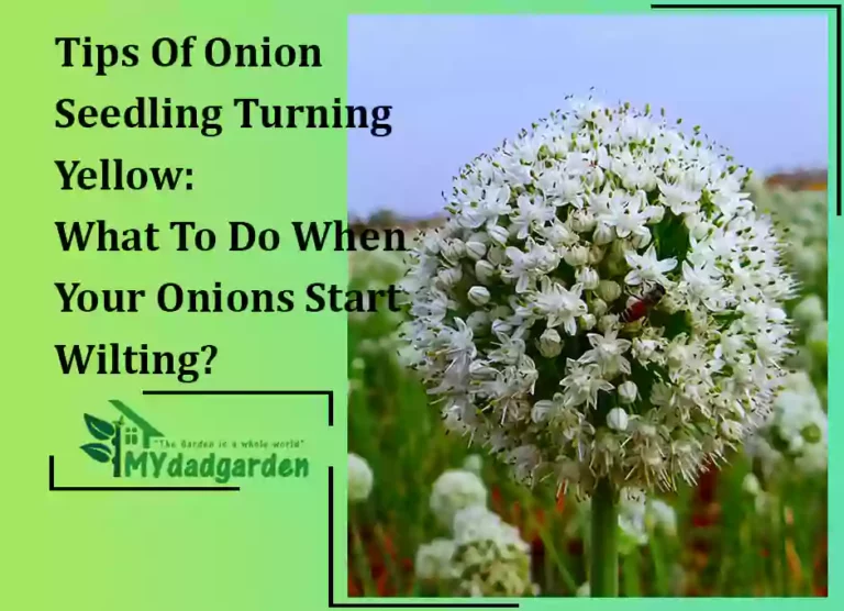 Tips Of Onion Seedling Turning Yellow: What To Do When Your Onions Start Wilting?